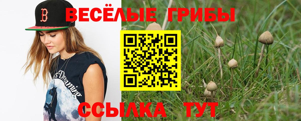 Тверь  хочу наркоту  Вход с VPN  Псилоцибиновые грибы Cubensis 